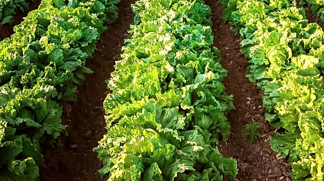 Foskor Launches Agricultural Education Initiative to Address Food Insecurity in South Africa