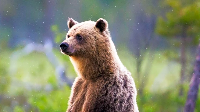 SABRE Frontiersman Bear Spray Enhances Outdoor Safety with Maximum Strength Formula