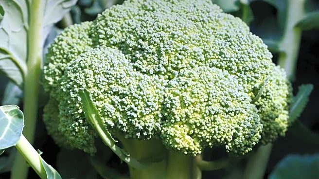 Dietitians Recommend Cruciferous Vegetables for Reducing Visceral Fat