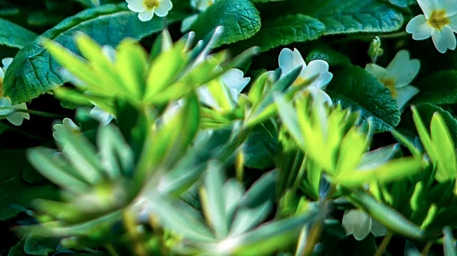 SoCal Gardens Transition in September: Preparing for Winter Greens and Spring Blooms