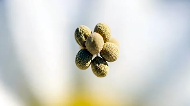 Scientists Develop Pollen-Based Materials for Eco-Friendly Applications