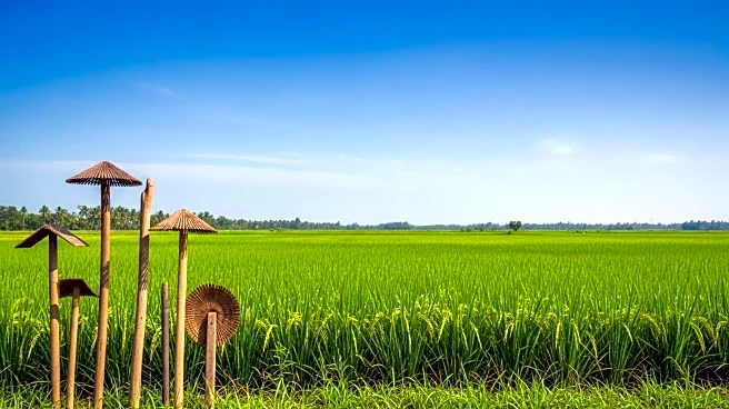 Kerala Agriculture Department Plans Expansion of Pokkali Farming
