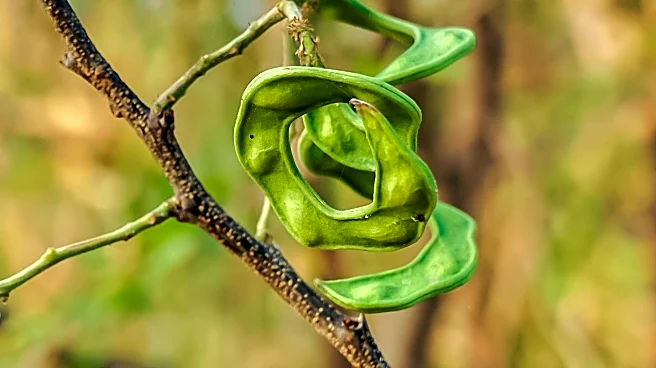 Rare Snake Sighting in Eilat Highlights Biodiversity