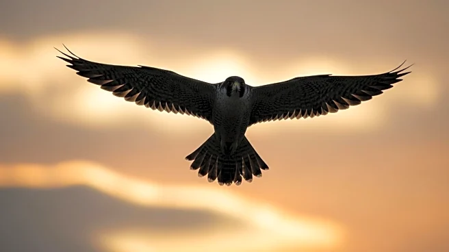Claire Foy Stars in 'H Is for Hawk', Exploring Grief Through Falconry