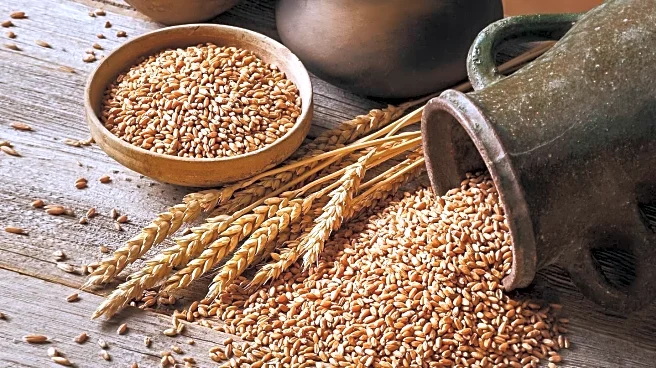 Nutritionist Eli Brecher Highlights Health Benefits of Grains for Improved Well-being