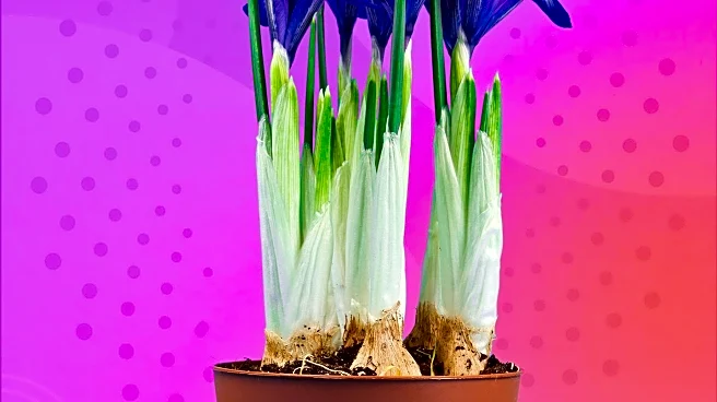 Dobbies Launches Charity Bulb Collection to Support Alzheimer's Research UK