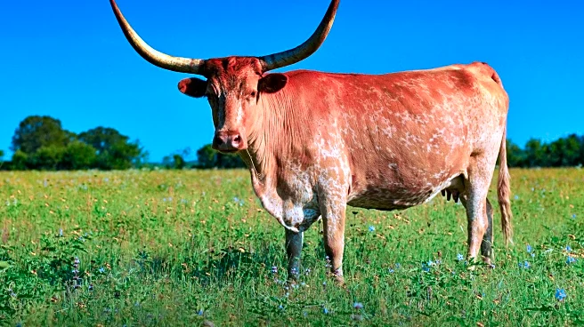 Sheriff's Deputies Fatally Shoot Aggressive Longhorn on Minnesota Highway