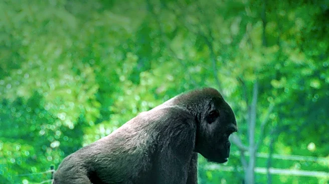 Chester Zoo Launches Safari-Style Stay to Support Conservation Efforts
