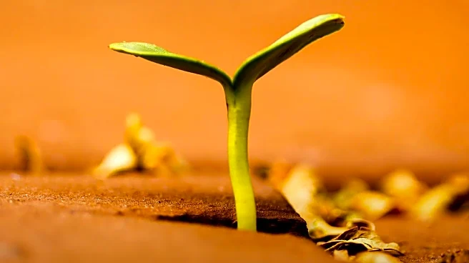 Experts Highlight Scarcity Mindset's Impact on Personal Growth and Relationships