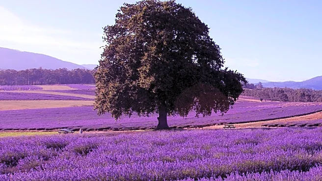 Lake District Farms Embrace Lavender Cultivation Amid Agricultural Shifts