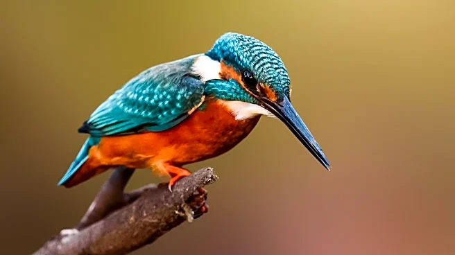 Kingfisher Photographed Eating Snake in Tel Aviv Park