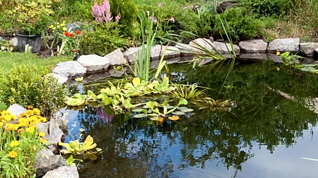 Community Pond in Mundelein Showcases Late Summer Biodiversity