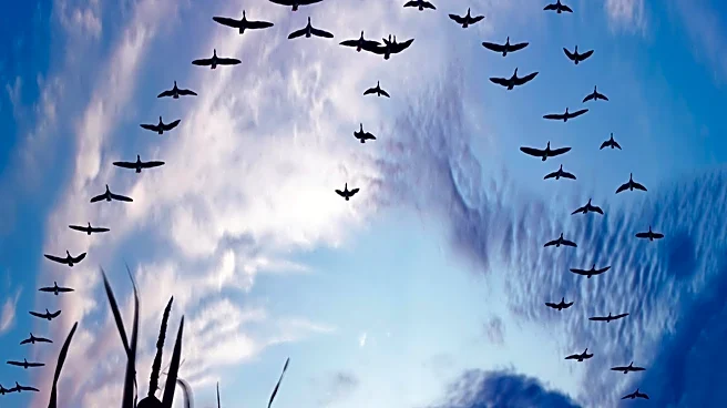 Colorado Residents Urged to Dim Lights to Protect Migrating Birds