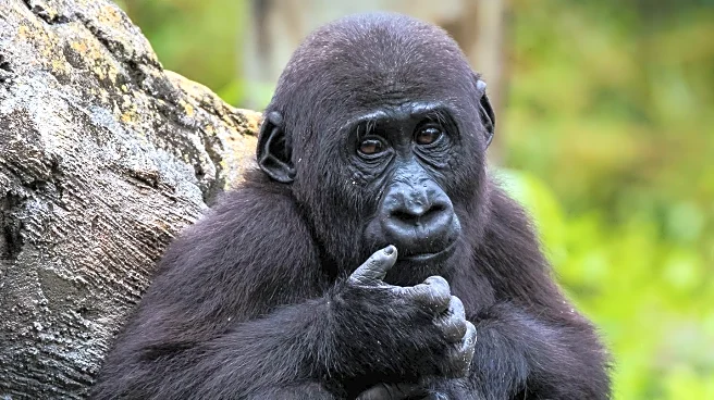 UCLA Researchers Map Primate Ovarian Reserve to Improve Disease Models