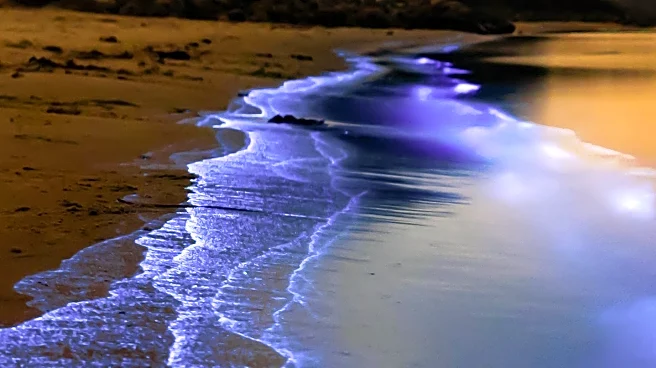 Bioluminescent Algae Illuminate Australian Beach with Ethereal Glow