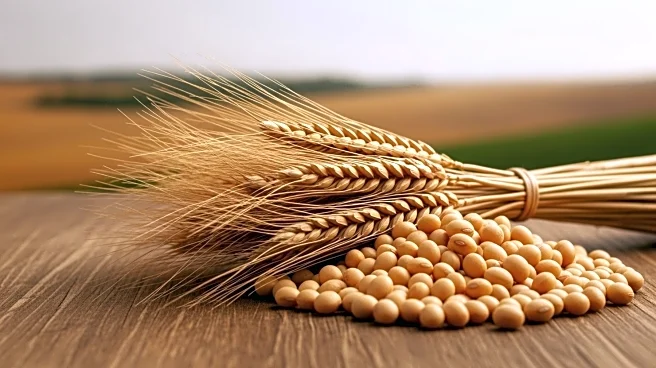 Global Grain and Oilseed Production Deficit Impacts U.S. Prices