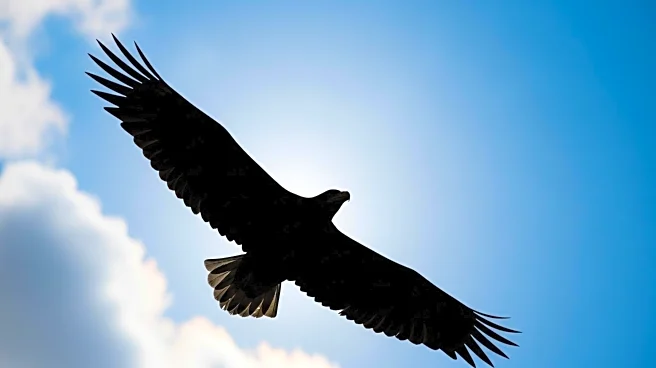American Eagle Outfitters Sees Stock Surge Following Successful Ad Campaigns