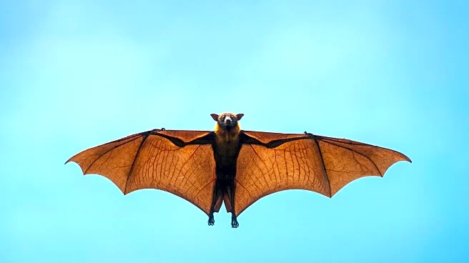 Rabid Bat Found at Longmont Apartment Complex Raises Health Concerns