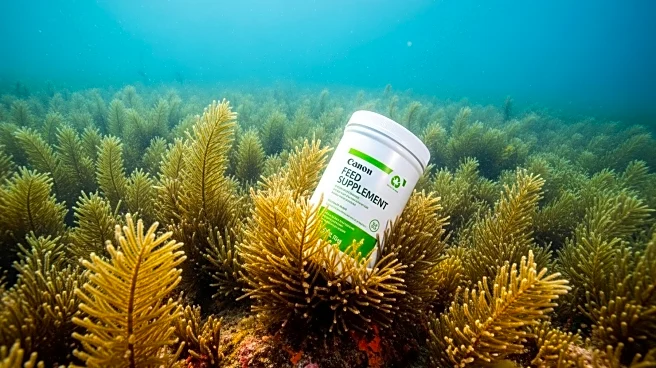 Sea Forest and Orffa Partner to Distribute Methane-Reducing Feed Supplements in EU