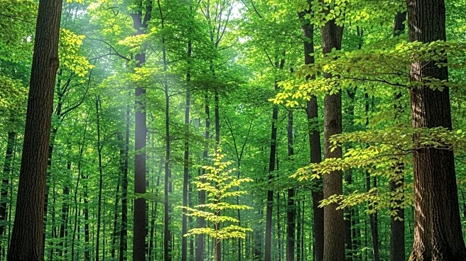 Latvian Agriculture Ministry Considers Lowering Tree Felling Age to Boost Revenue