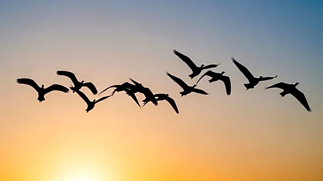 Michigan Science Center Educates Public on Flight Principles During Bird Migration Season