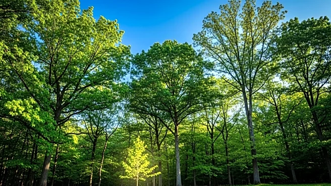 Latvian Agriculture Ministry Considers Lowering Tree Felling Age to Boost Economy and Address Climate Goals