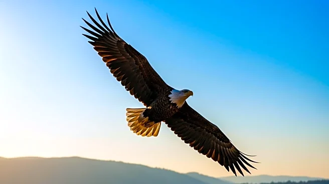 American Eagle Stock Rises Following Successful Celebrity Campaigns Amid Tariff Challenges