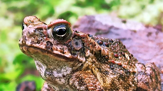 Rare Five-Legged Toad Discovered in Devon Garden