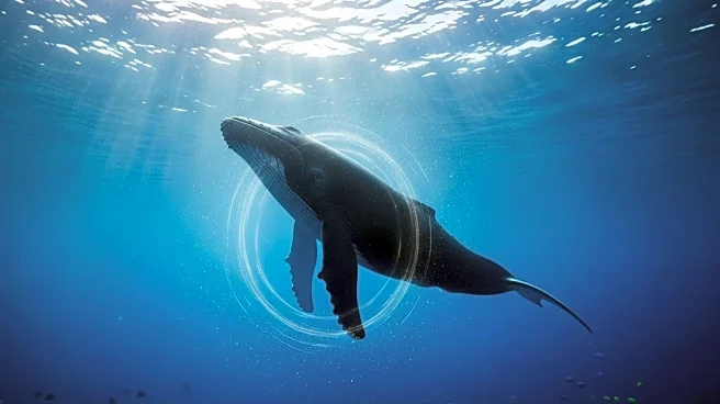 Reza Memari's 'The Last Whale Singer' Animation Trailer Released