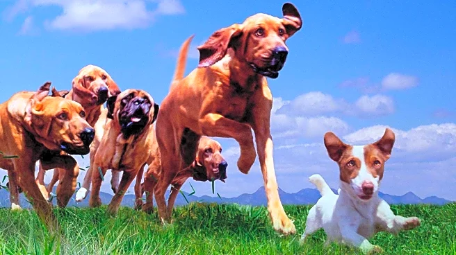 Ferryhill Family Calls for Stricter Dog Ownership Rules After XL Bullies Attack