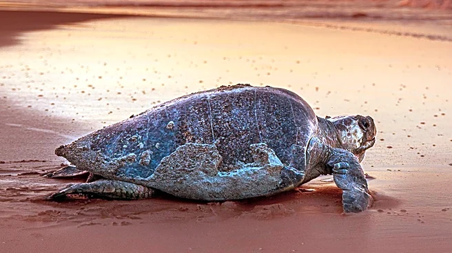 Conservation Efforts Aid Olive Ridley Sea Turtles in India