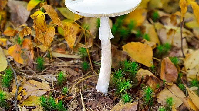 Scientists Link False Morel Mushroom to ALS Outbreak in French Village