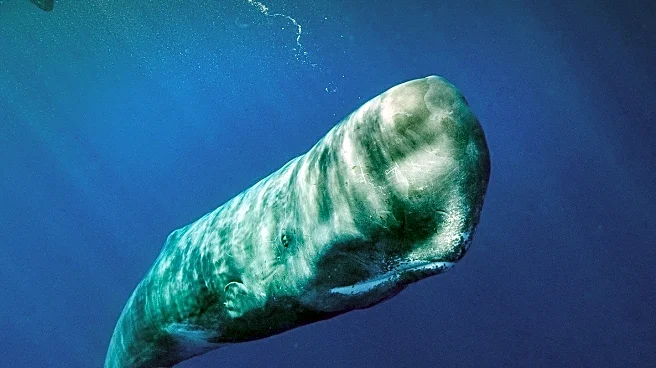 Rare Pygmy Sperm Whale Found Dead in Devon Likely Died from Head Trauma