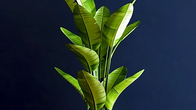 Houseplants and Air Purifiers: Their Role in Improving Indoor Air Quality