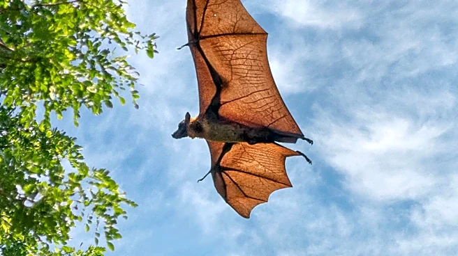 Bat World Sanctuary Provides Retirement for Former Lab Bats
