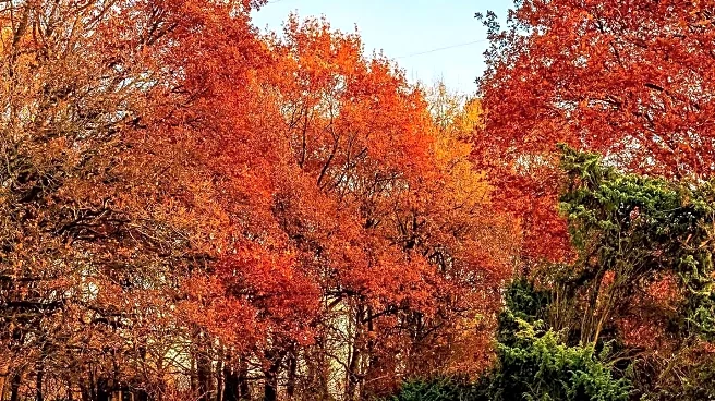 New England Fall Foliage Outlook Discussed by Experts
