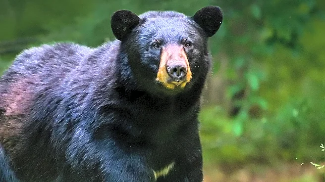 UDAP Industries Releases Enhanced Bear Spray for Improved Safety in Bear Country
