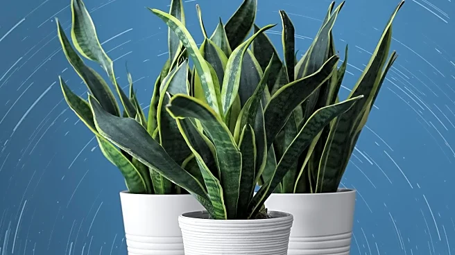 CNET Highlights Top Houseplants for Air Purification and Low Light Conditions