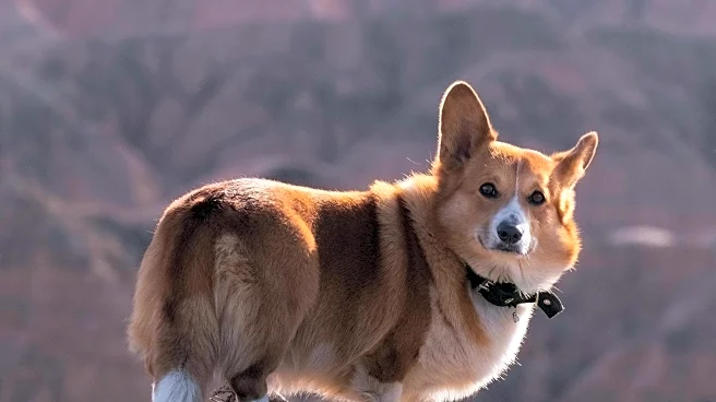 Red Canyons Kennel Club Show Highlights Diverse Dog Breeds in Utah