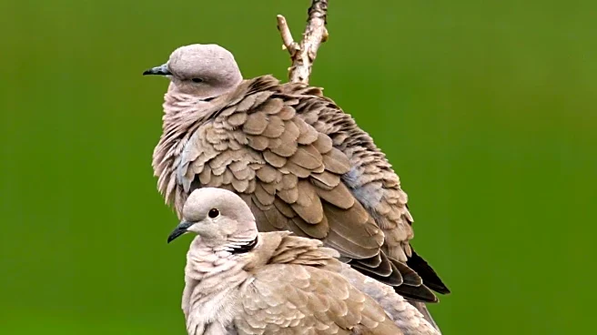 Georgia Wildlife Resources Division Announces 2025 Dove Hunting Season Dates and Regulations