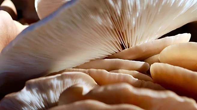 Artist Sam Shoemaker Completes Record-Setting Mushroom Kayak Voyage, Highlighting Fungi as Plastic Alternative