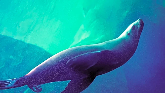 Leopard Seal Photo Wins Top Prize at 2025 Underwater Awards Australasia