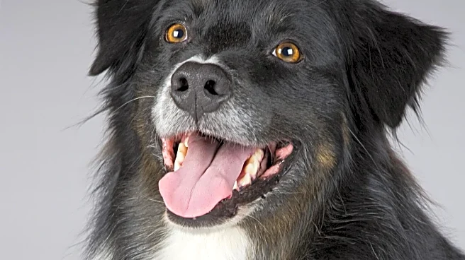 Veterinarians Identify Key Indicators of a Happy Dog, Emphasizing Pet Welfare