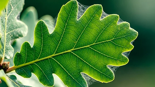 Pesticide Efforts Fail to Control Oak Processionary Moth Spread in UK