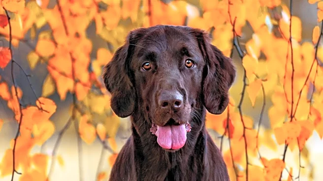 Evergreen Colorado Kennel Club Hosts Major Dog Show Event