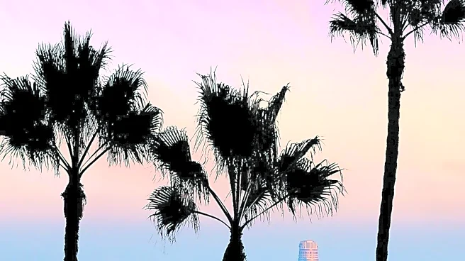 Debate Over Palm Trees as Cultural Symbols in Los Angeles