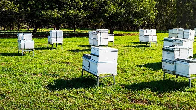 Former NHL Player Ben Ference Embraces Gardening and Beekeeping, Connecting with Fans