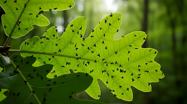 Forestry Commission's Pesticide Strategy Fails to Control Oak Processionary Moth Spread