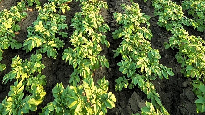 Modern Farmer Highlights Soil-Feeding Cover Crops for September Planting