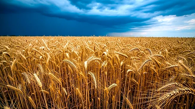 Midwest Crop Farms Face Financial Stress Amid Price Downturn